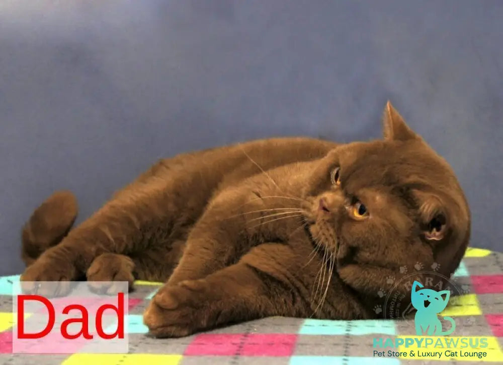 Orletta British Shorthair female cinnamon tortie - live animals