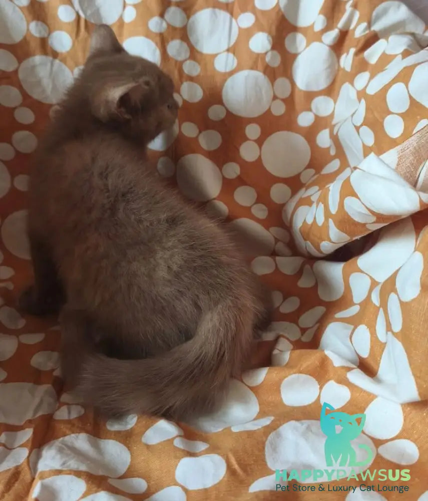 Orletta British Shorthair female cinnamon tortie - live animals