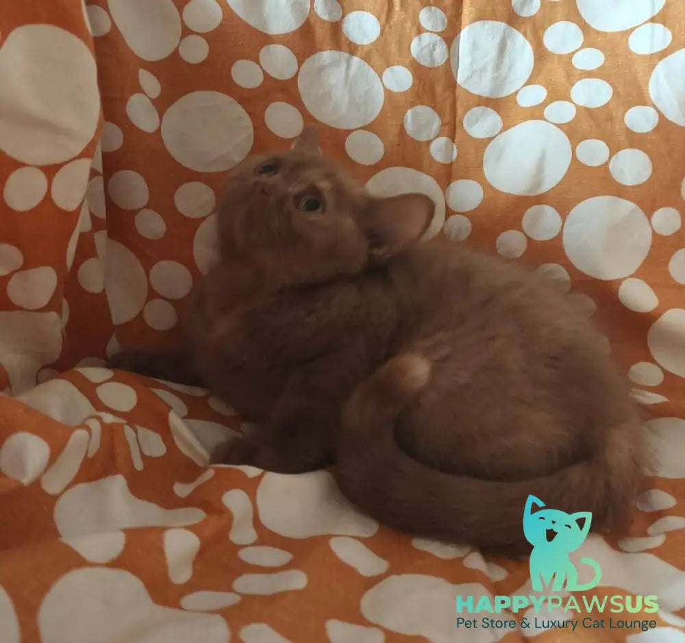 Orletta British Shorthair female cinnamon tortie - live animals