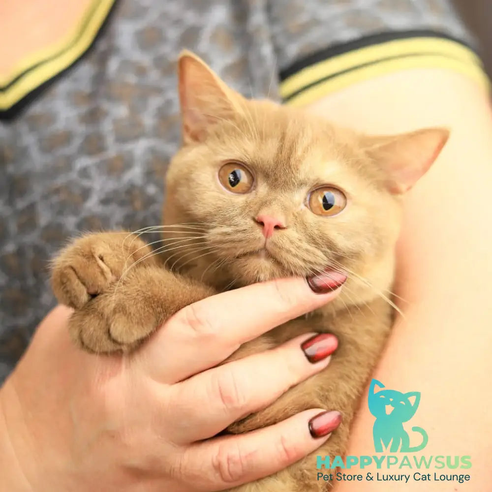 Orletta British Shorthair female cinnamon tortie - live animals
