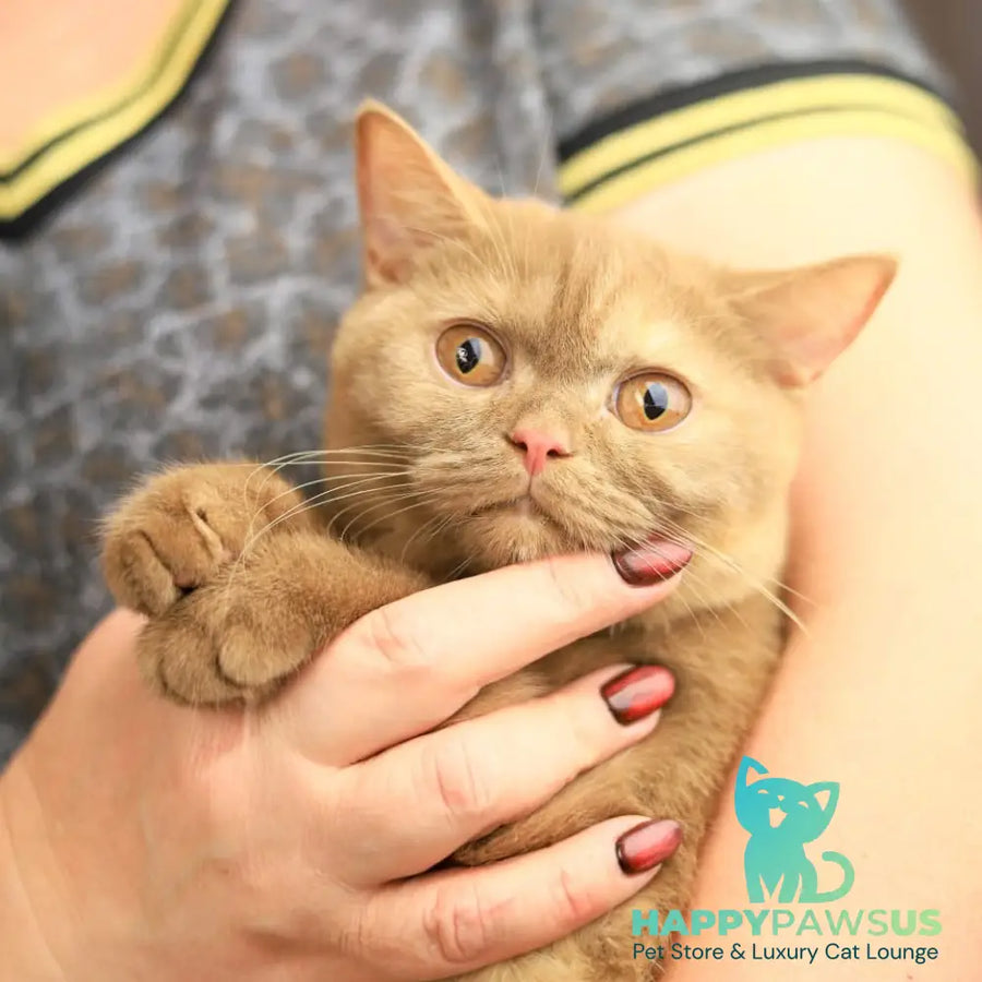 Orletta British Shorthair female cinnamon tortie - live animals