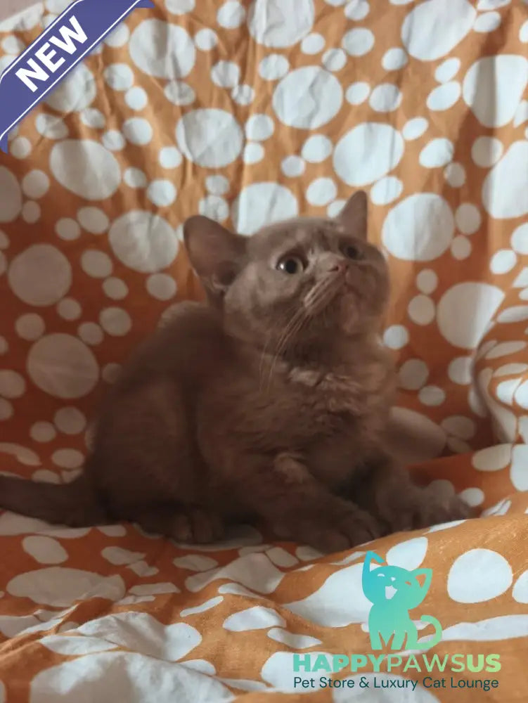 Orletta British Shorthair female cinnamon tortie - live animals