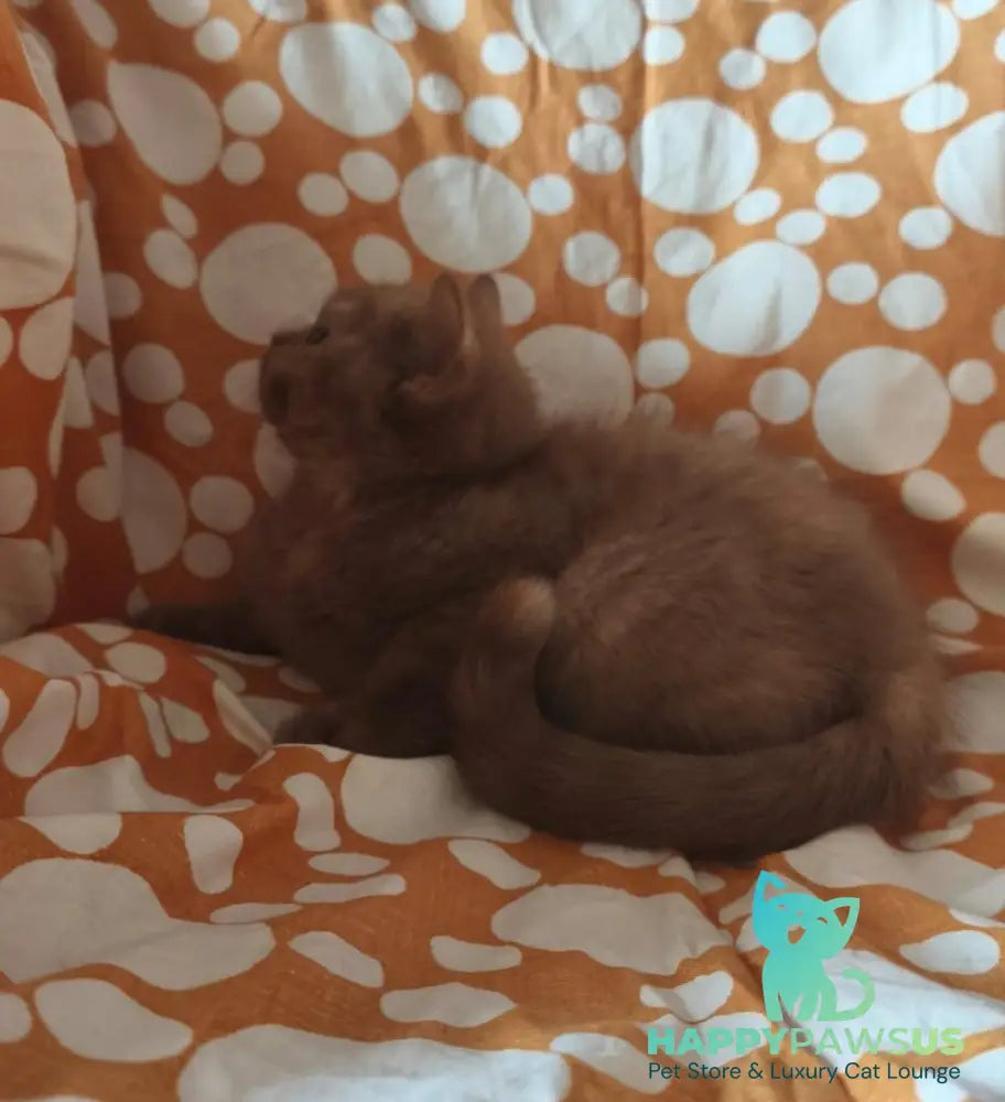 Orletta British Shorthair female cinnamon tortie - live animals
