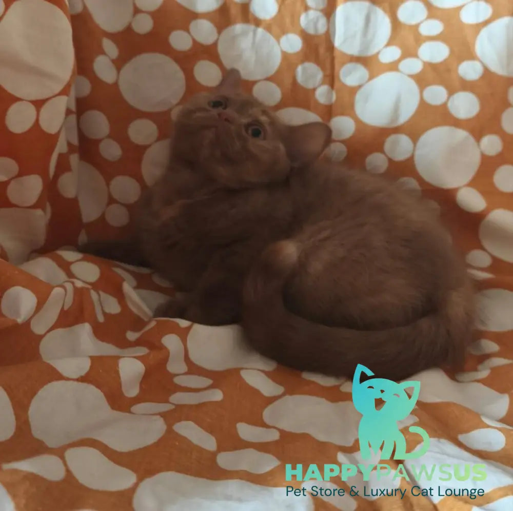 Orletta British Shorthair female cinnamon tortie - live animals