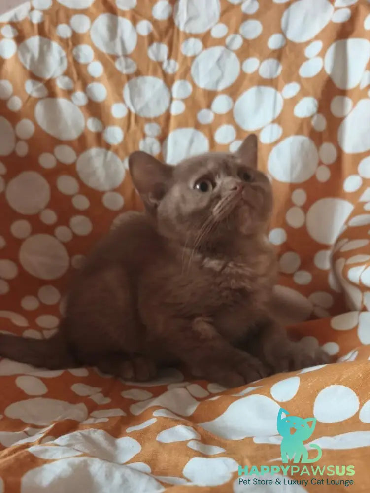Orletta British Shorthair female cinnamon tortie - live animals