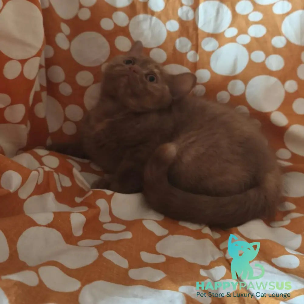 Orletta British Shorthair female cinnamon tortie - live animals