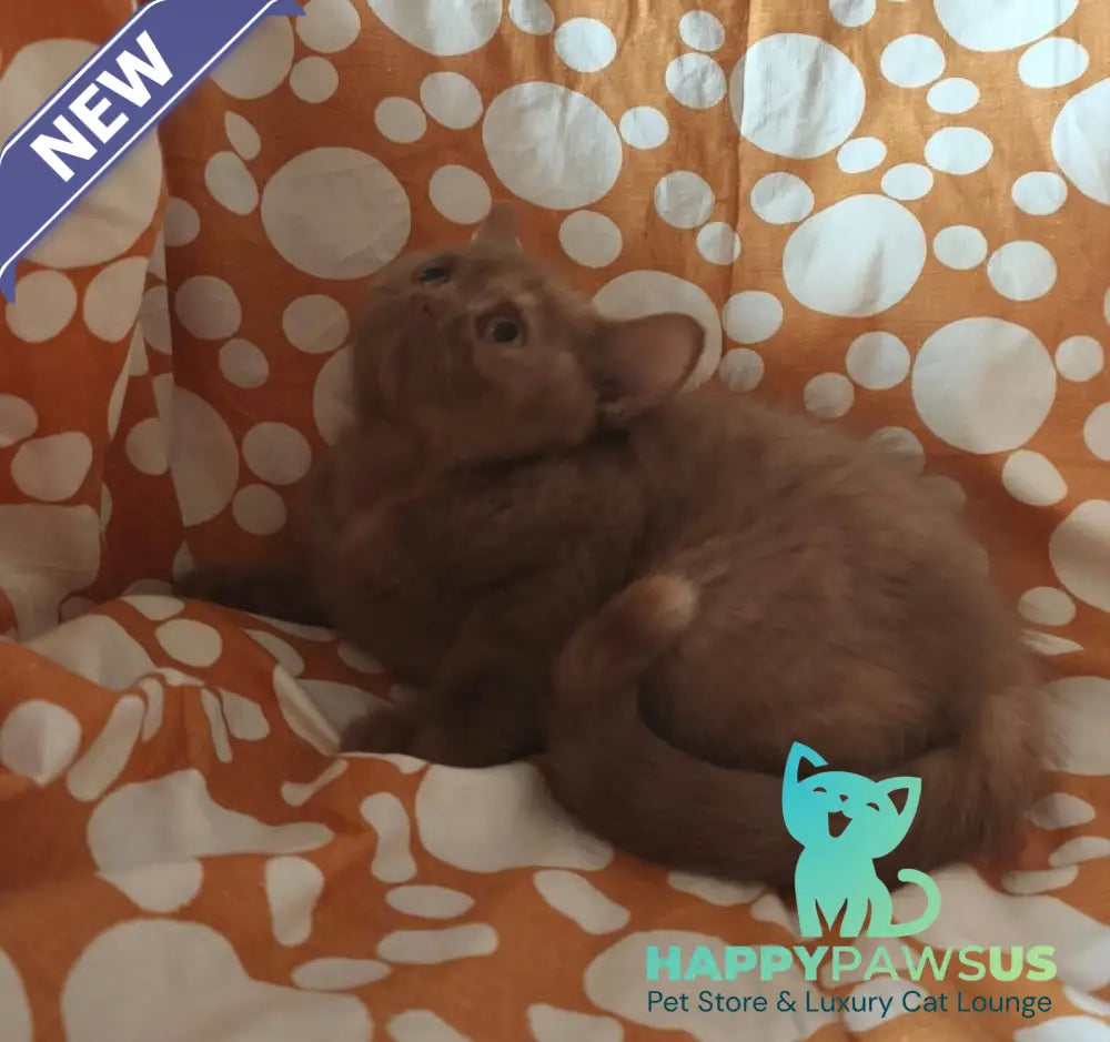 Orletta British Shorthair female cinnamon tortie - live animals