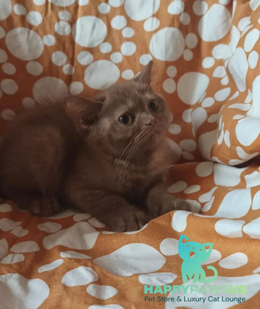 Orletta British Shorthair female cinnamon tortie - live animals