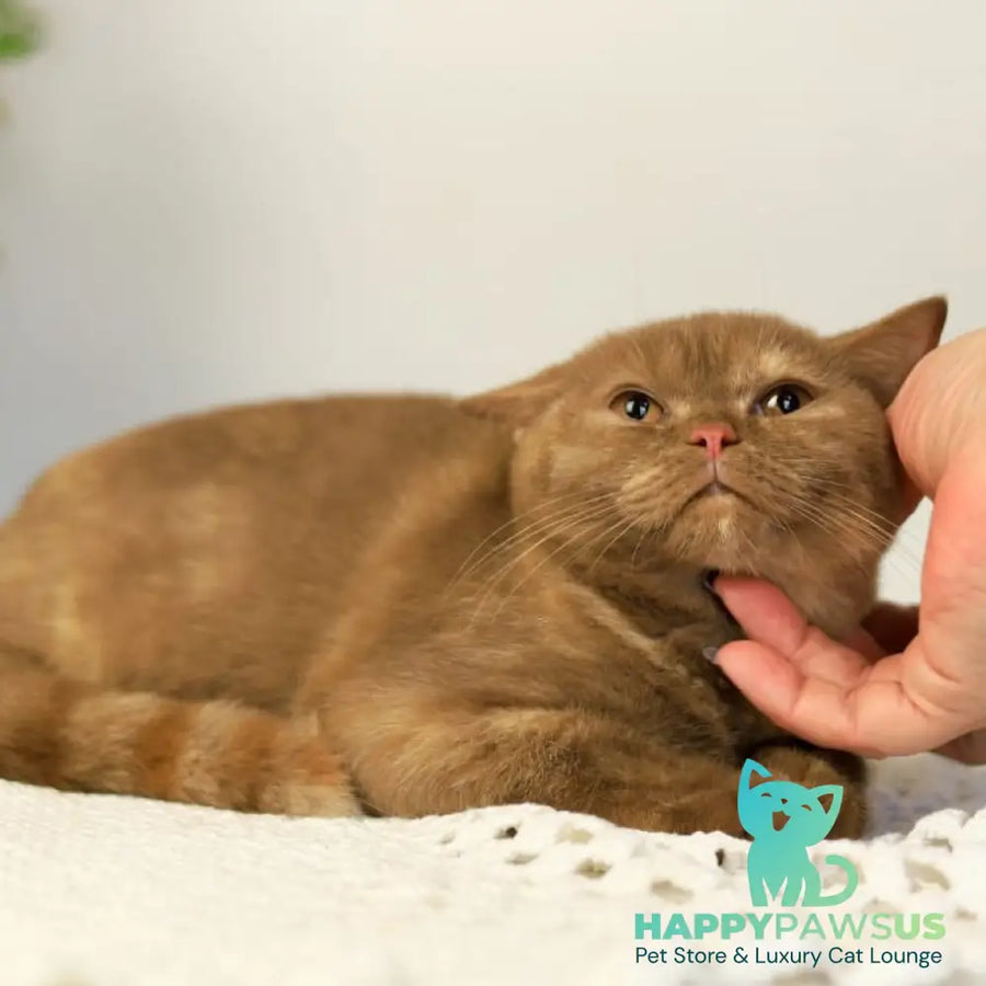 Orletta British Shorthair female cinnamon tortie - live animals