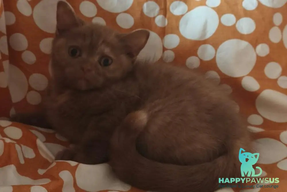 Orletta British Shorthair female cinnamon tortie - live animals