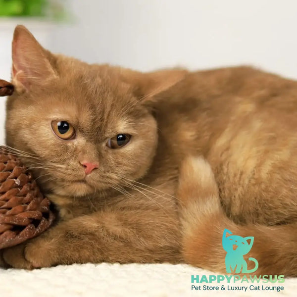 Orletta British Shorthair female cinnamon tortie - live animals