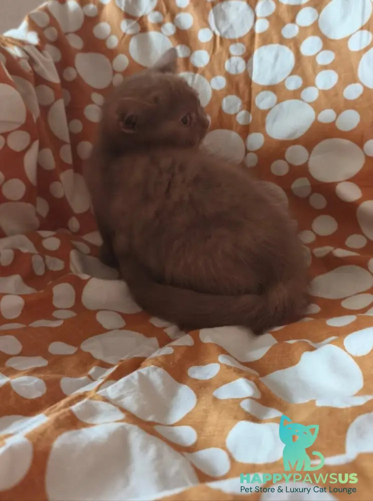 Orletta British Shorthair female cinnamon tortie - live animals