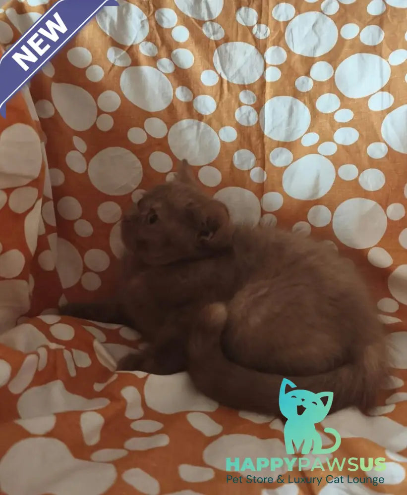 Orletta British Shorthair female cinnamon tortie - live animals