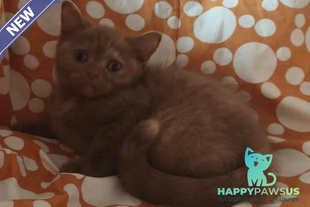 Orletta British Shorthair female cinnamon tortie - live animals