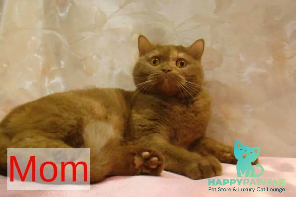 Orletta British Shorthair female cinnamon tortie - live animals