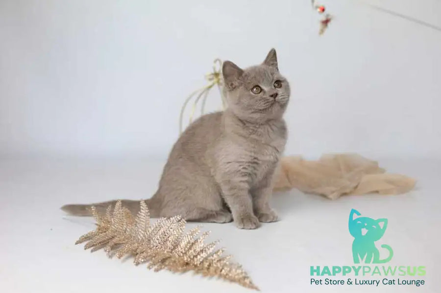 Orletta British Shorthair female lilac - live animals