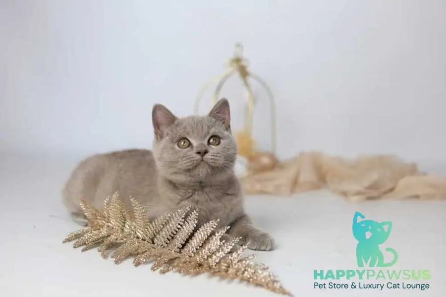 Orletta British Shorthair female lilac - live animals