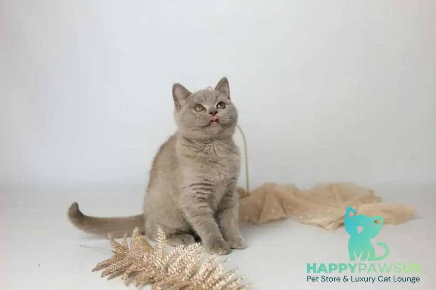 Orletta British Shorthair female lilac - live animals