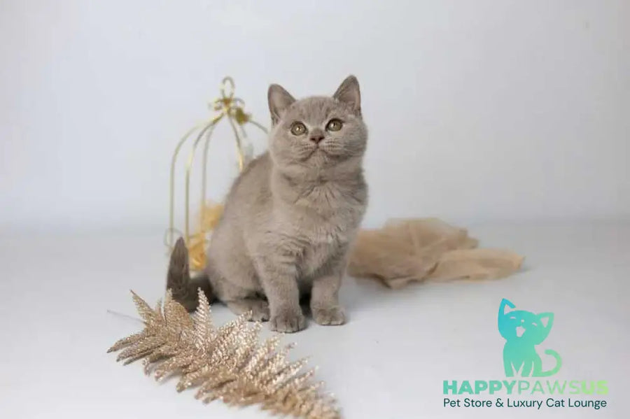 Orletta British Shorthair female lilac - live animals