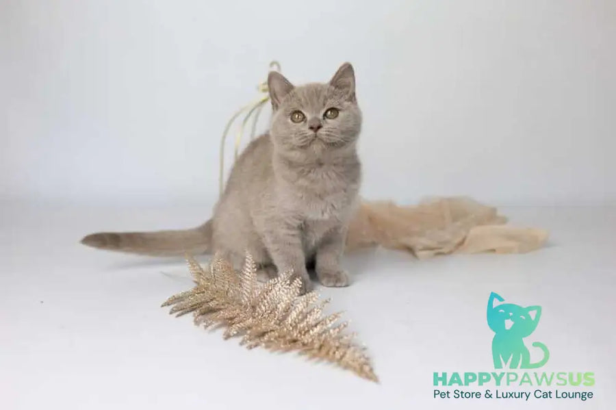 Orletta British Shorthair female lilac - live animals