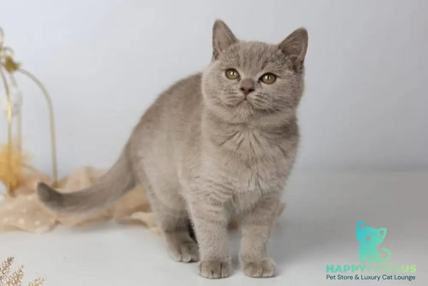 Orletta British Shorthair female lilac - live animals