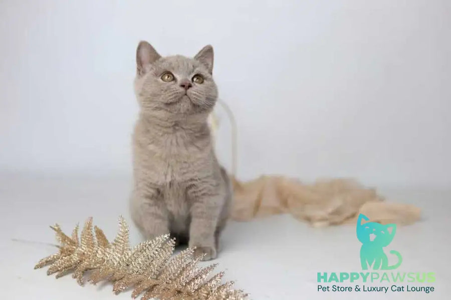 Orletta British Shorthair female lilac - live animals