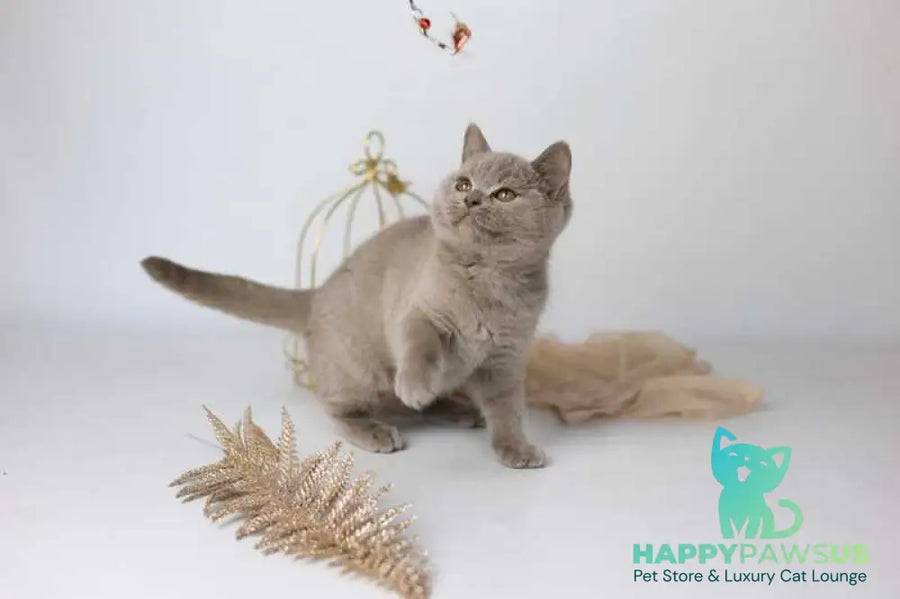 Orletta British Shorthair female lilac - live animals