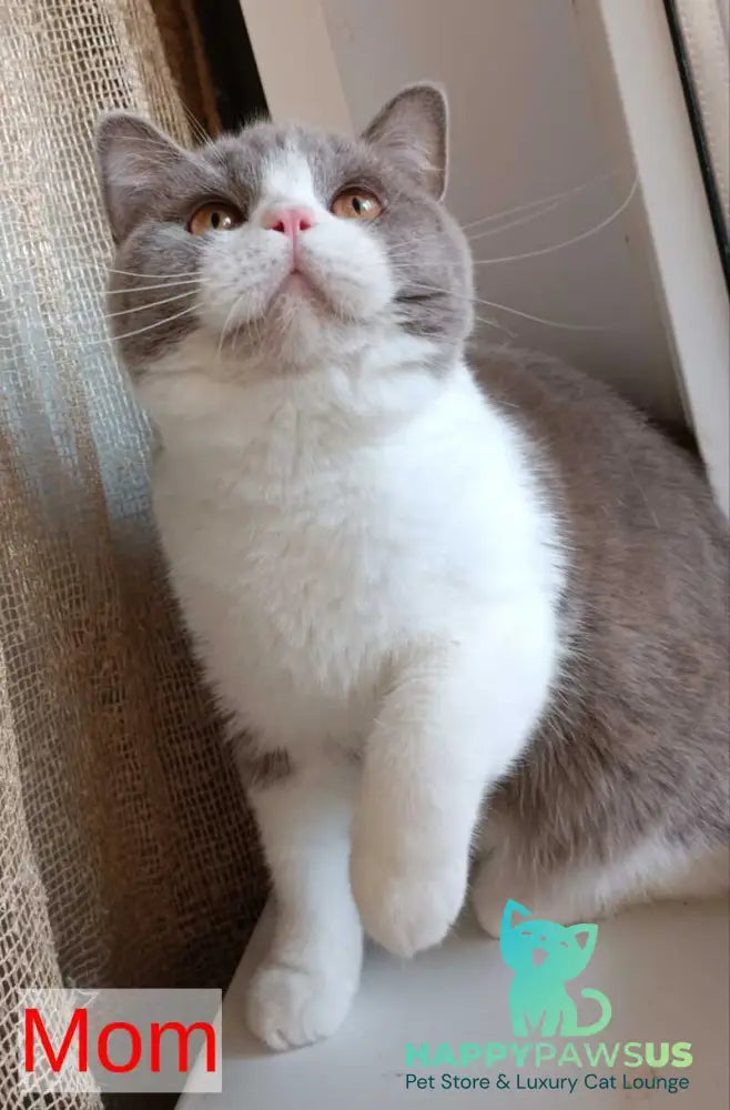 Orletta British Shorthair female lilac - live animals