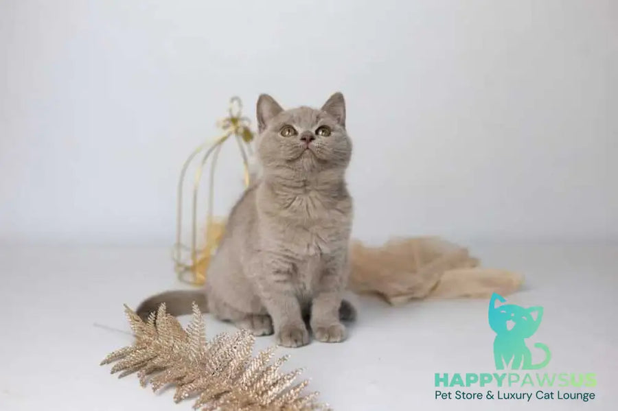 Orletta British Shorthair female lilac - live animals