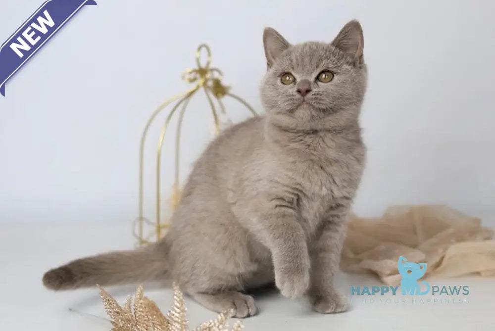 Orletta British Shorthair female lilac - live animals