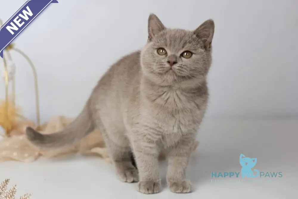 Orletta British Shorthair female lilac - live animals