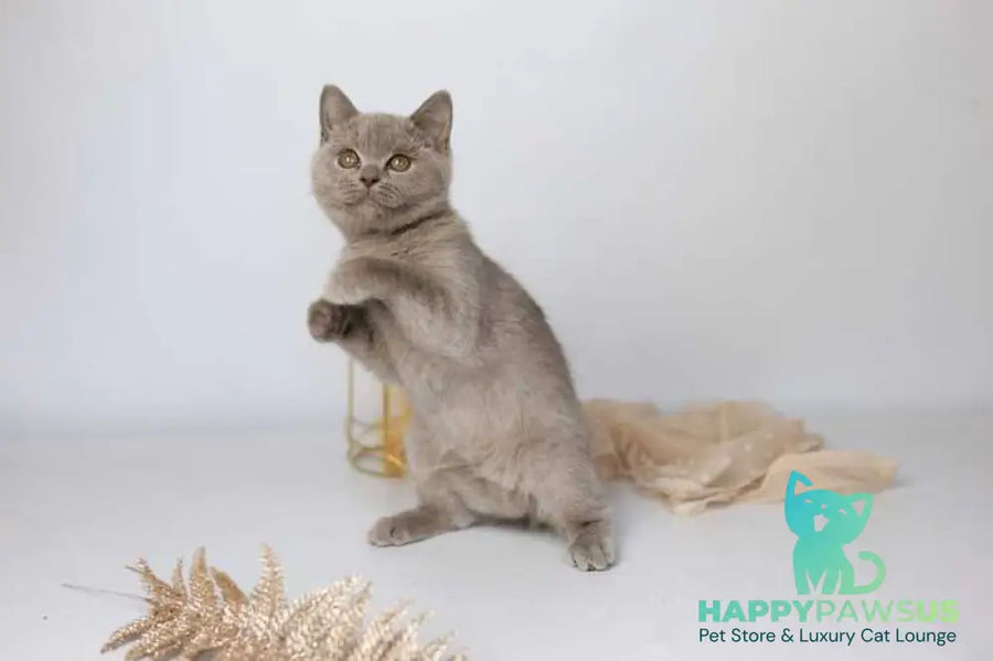 Orletta British Shorthair female lilac - live animals