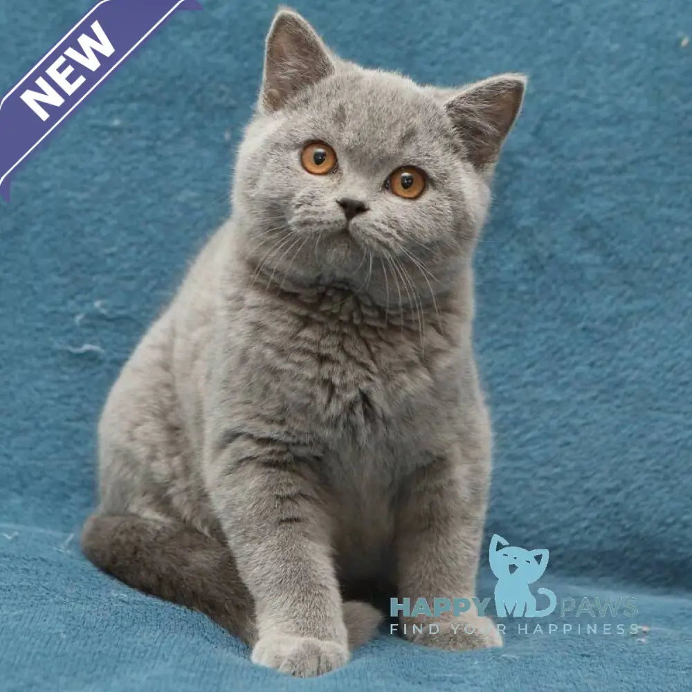 Orman British Shorthair male blue live animals