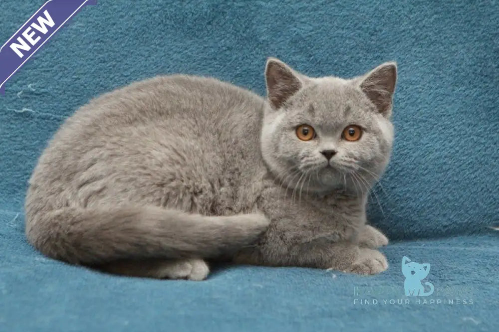 Orman British Shorthair male blue live animals
