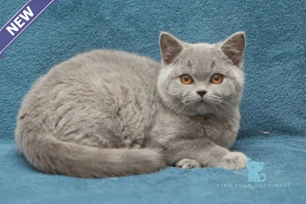 Orman British Shorthair male blue live animals