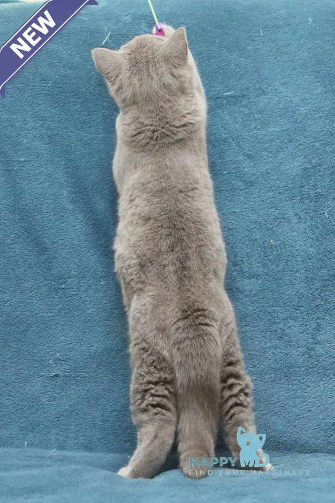 Orman British Shorthair male blue live animals