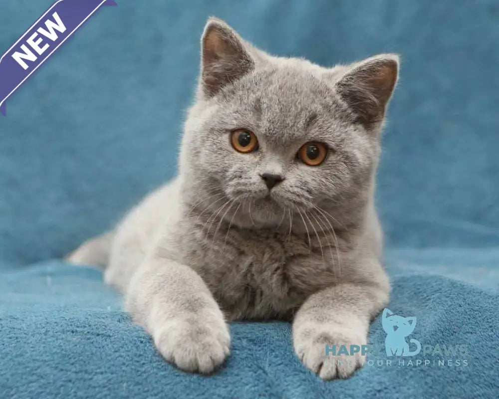 Orman British Shorthair male blue live animals