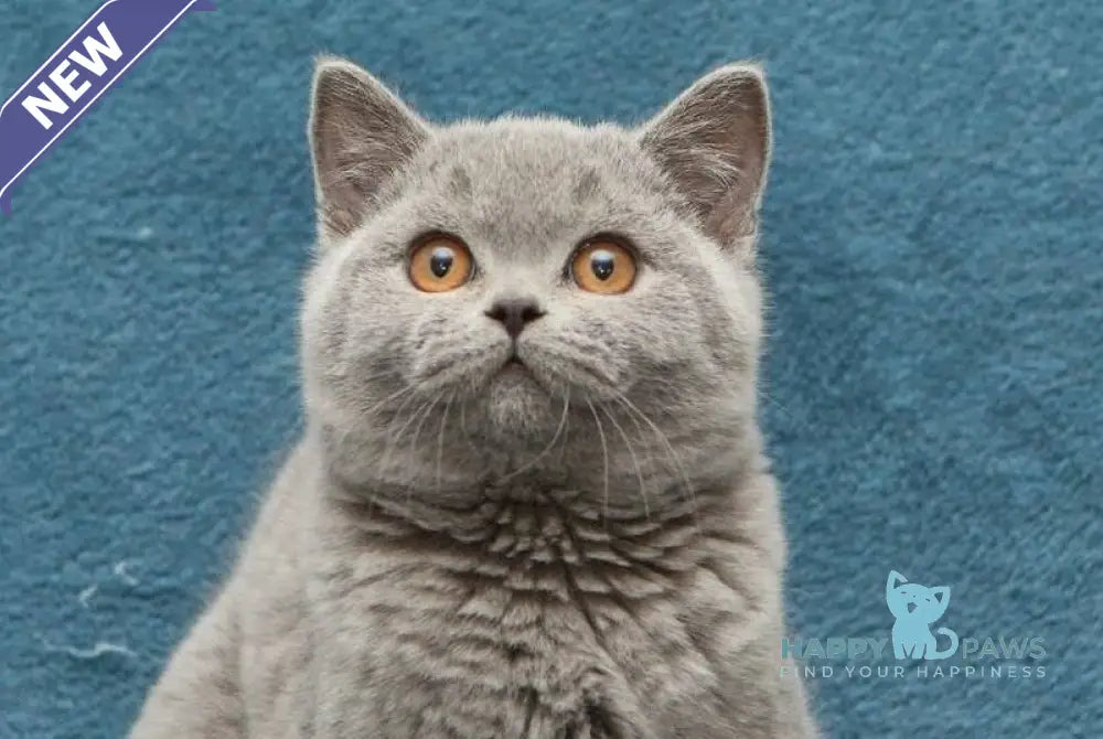Orman British Shorthair male blue live animals