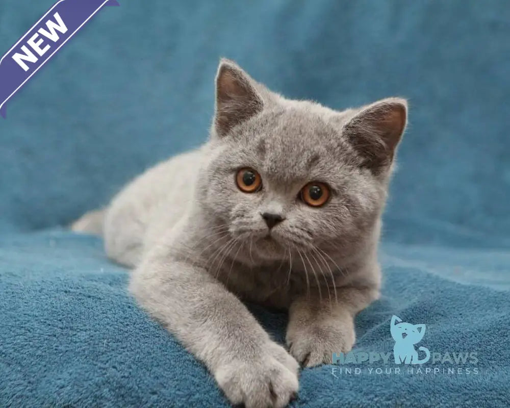 Orman British Shorthair male blue live animals