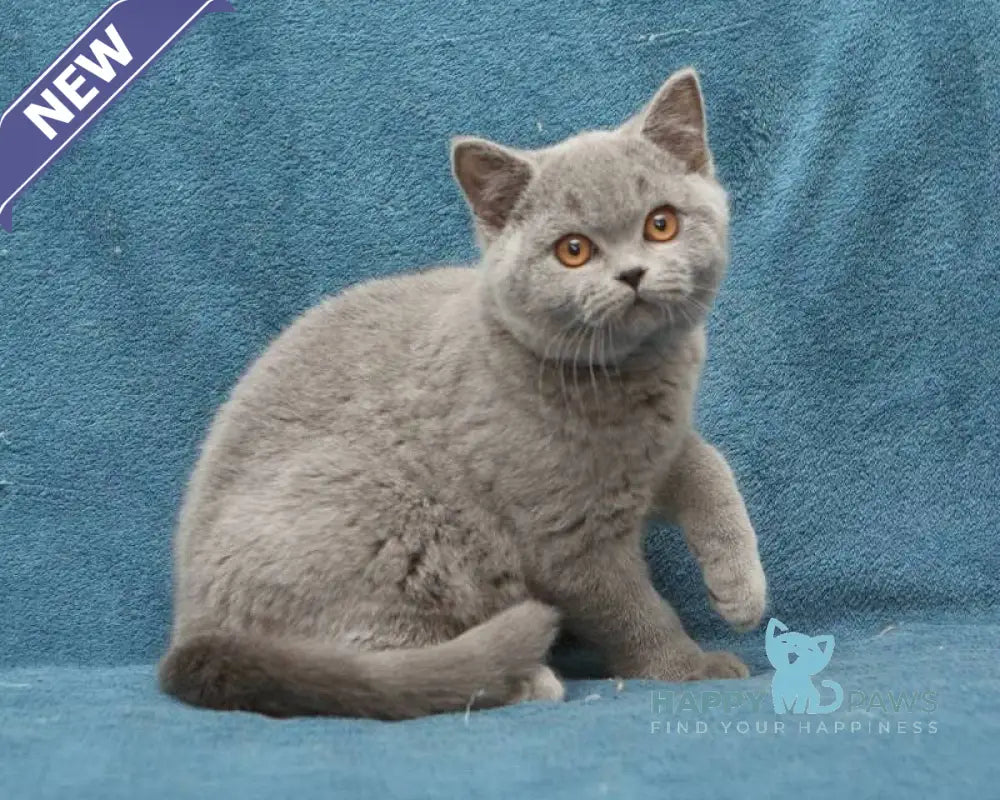 Orman British Shorthair male blue live animals