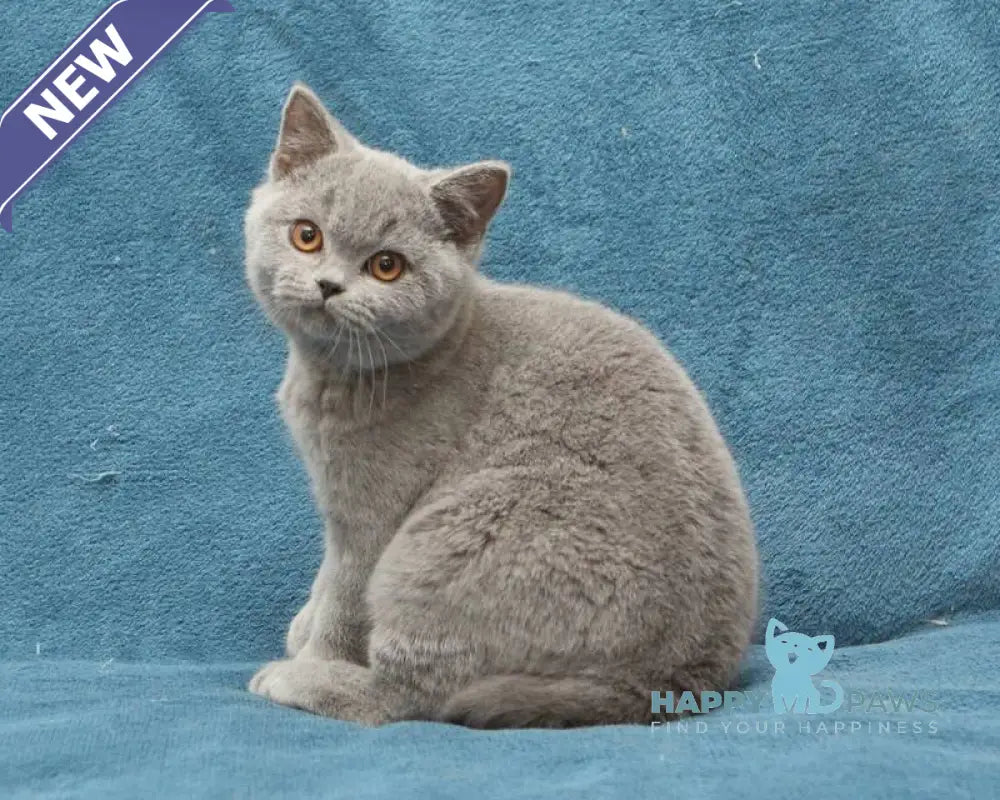 Orman British Shorthair male blue live animals
