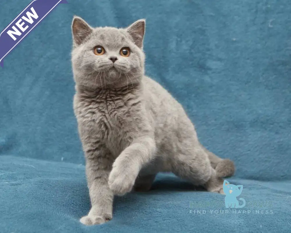 Orman British Shorthair male blue live animals