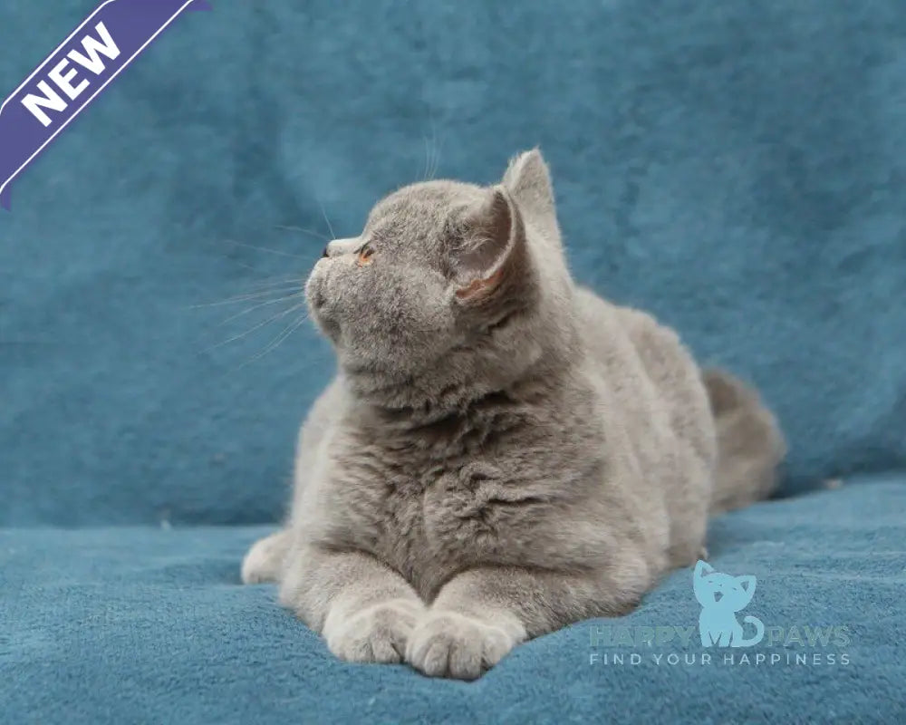 Orman British Shorthair male blue live animals