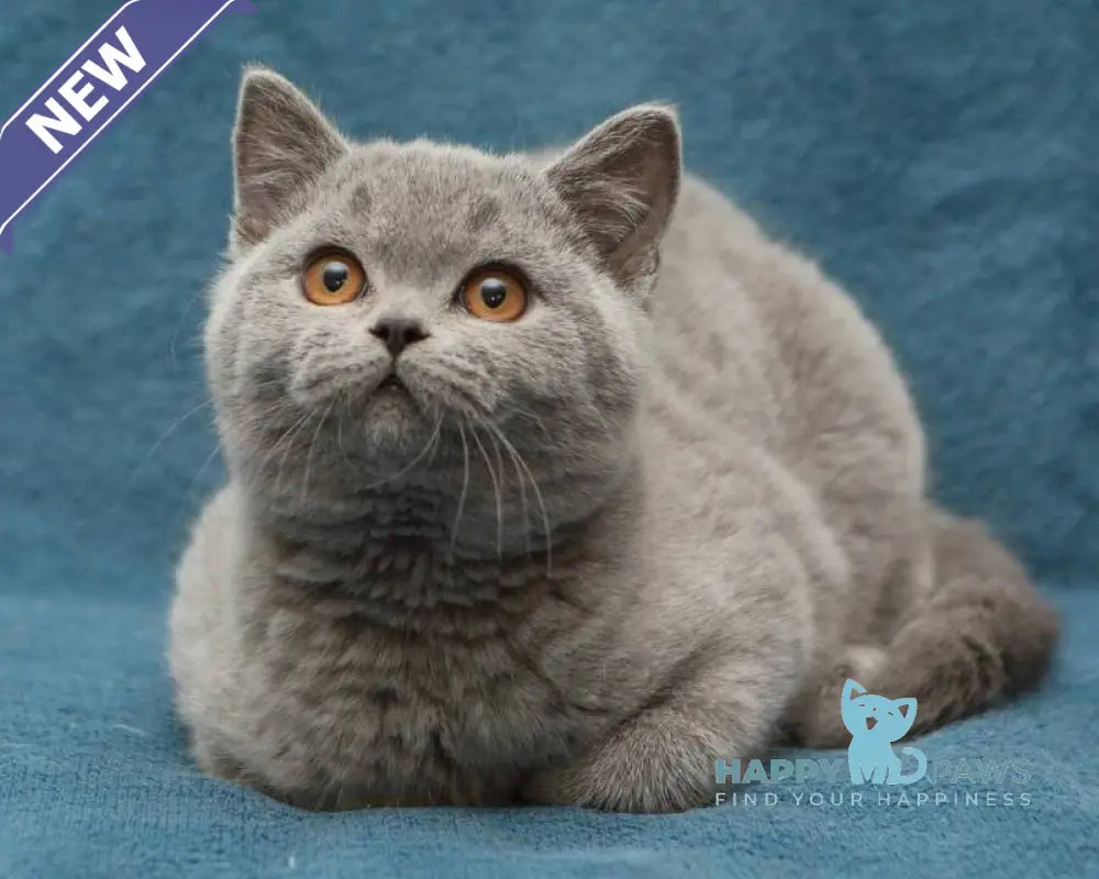 Orman British Shorthair male blue live animals