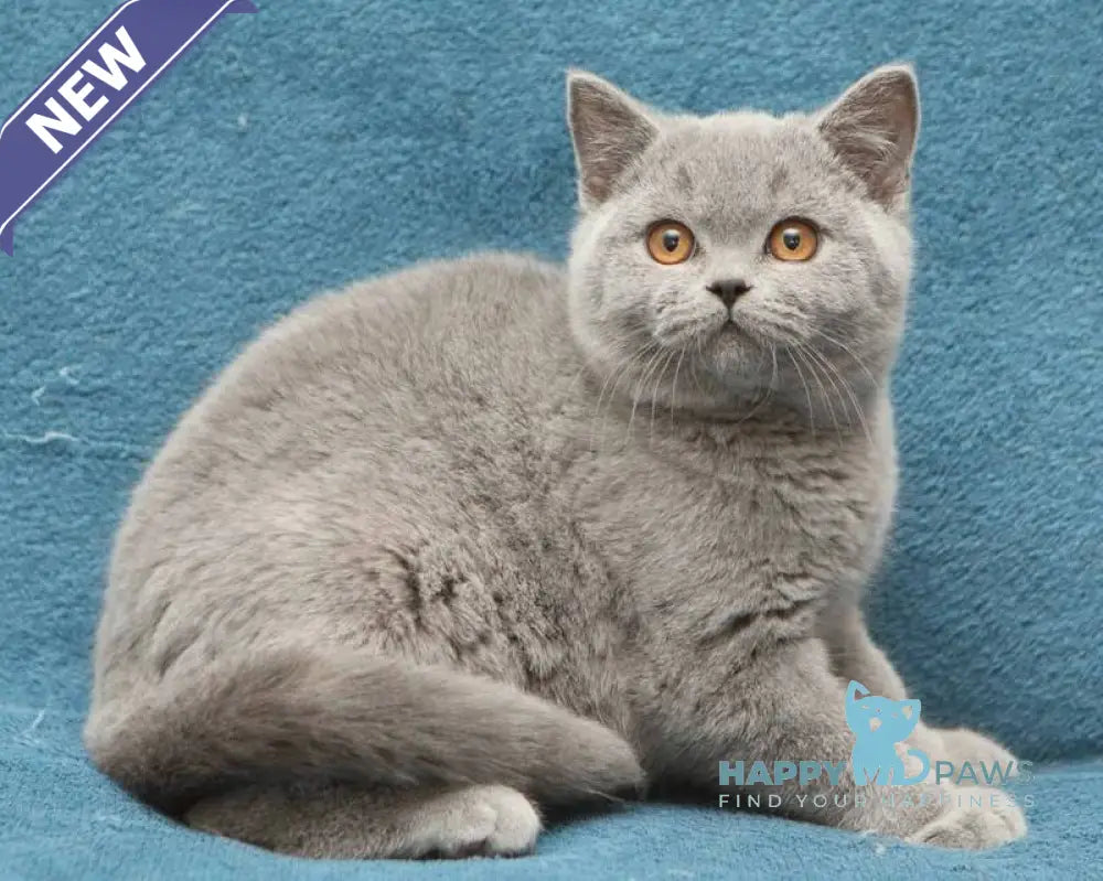 Orman British Shorthair male blue live animals