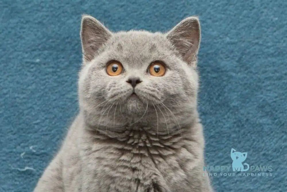 Orman British Shorthair male blue live animals