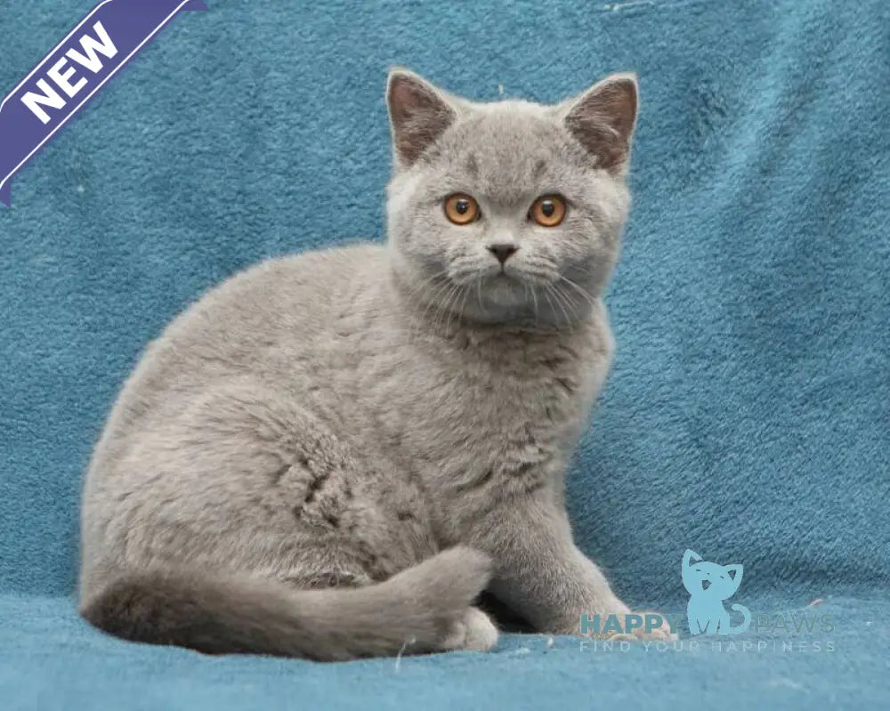 Orman British Shorthair male blue live animals