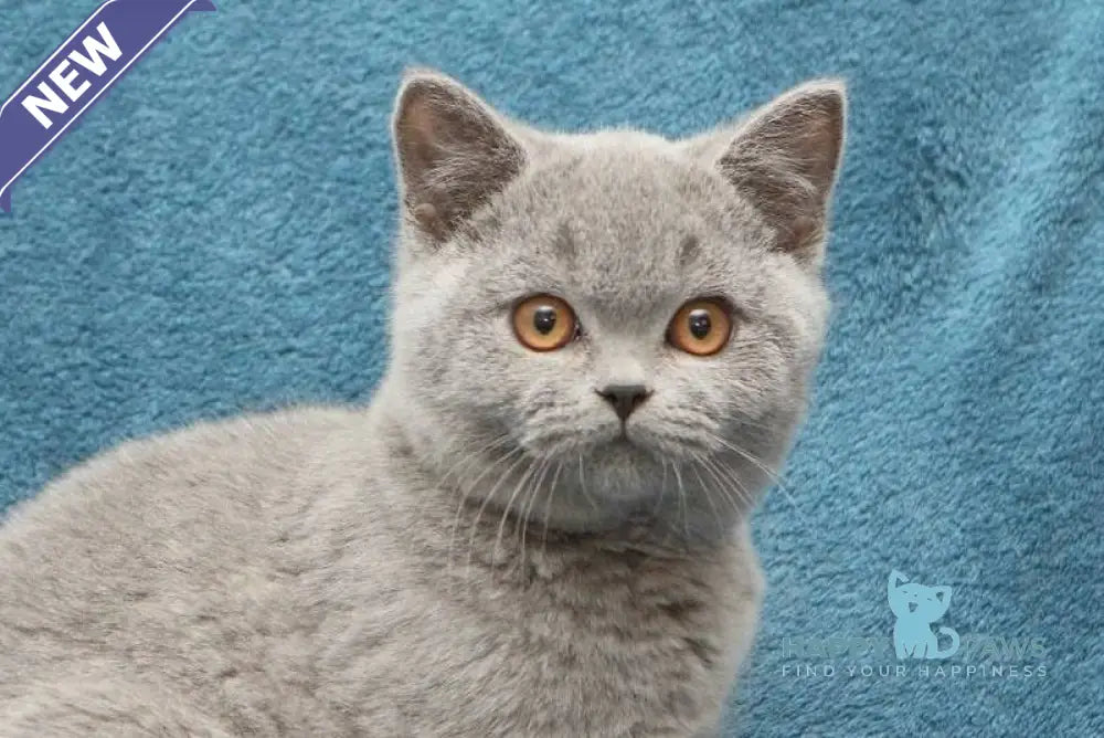 Orman British Shorthair male blue live animals