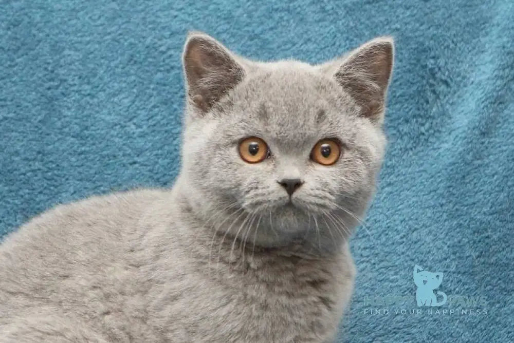 Orman British Shorthair male blue live animals