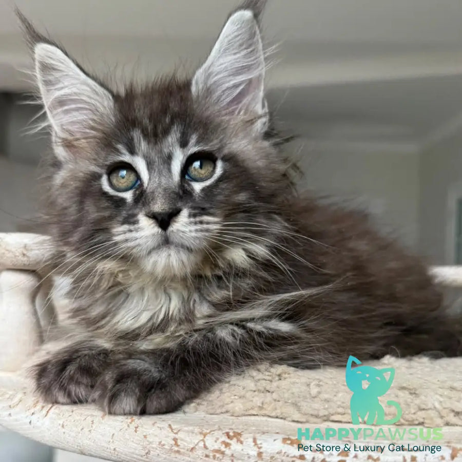 Ornela Maine Coon female black silver tabby - live animals
